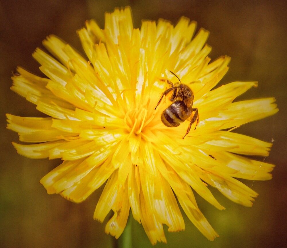 Photograph by Jaroslav Sameš