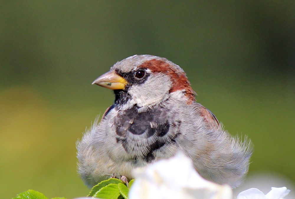 Серьезный воробей