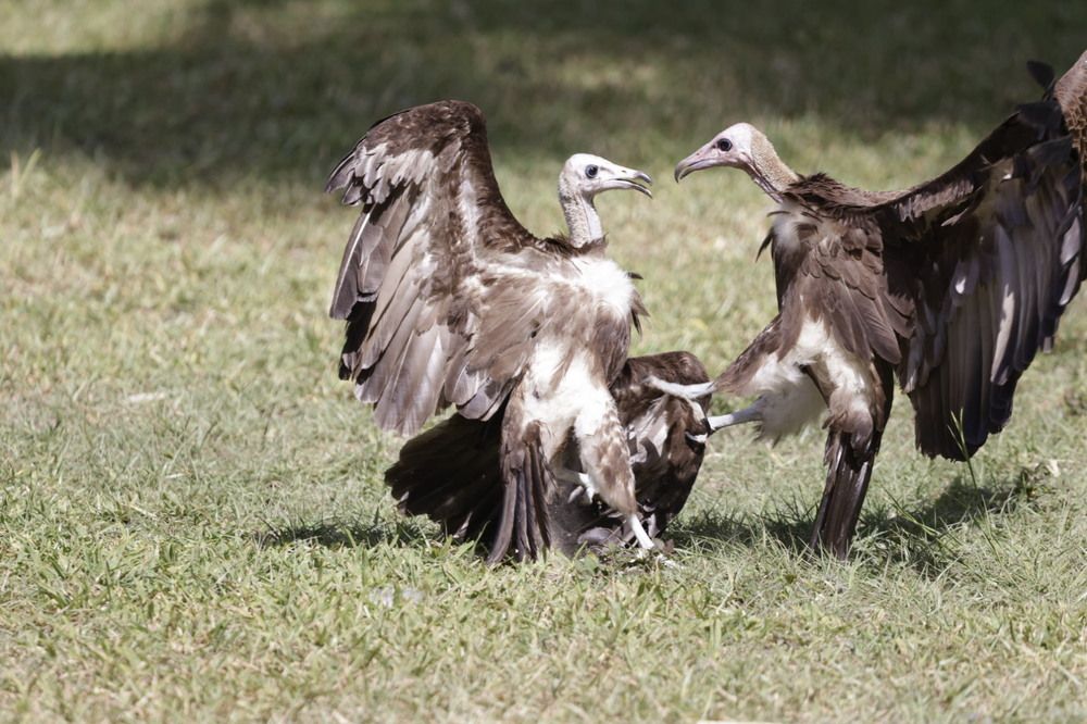 Photograph by Tatiana KURAKOVA