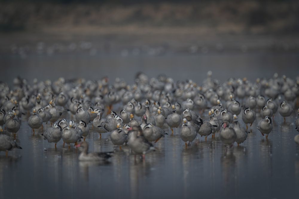A Sea of Feathers – The Goose Colony in Full Glory