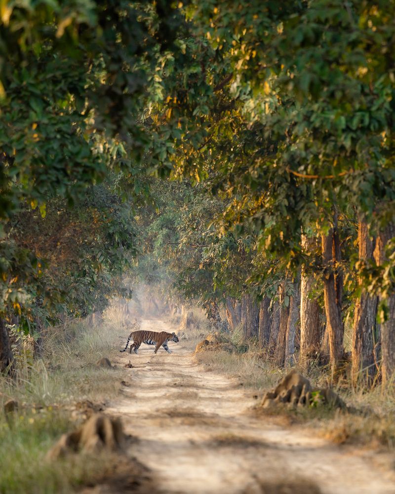 Photograph by Nikhil Parnandi