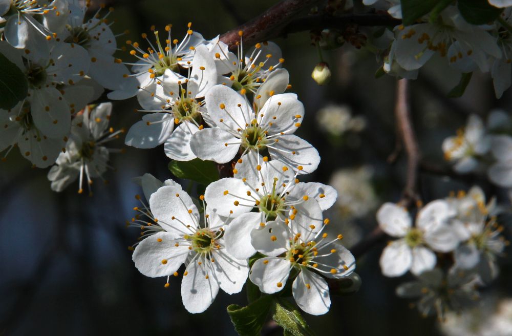 Белоснежные