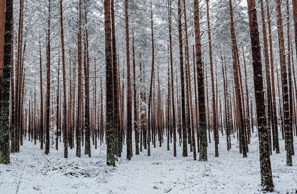 Фотография автора Aleksej Musatov