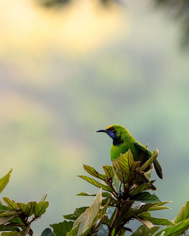 Photograph by Nikhil Parnandi