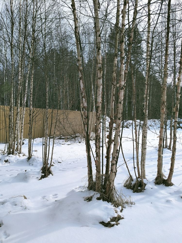 Photo #11952217