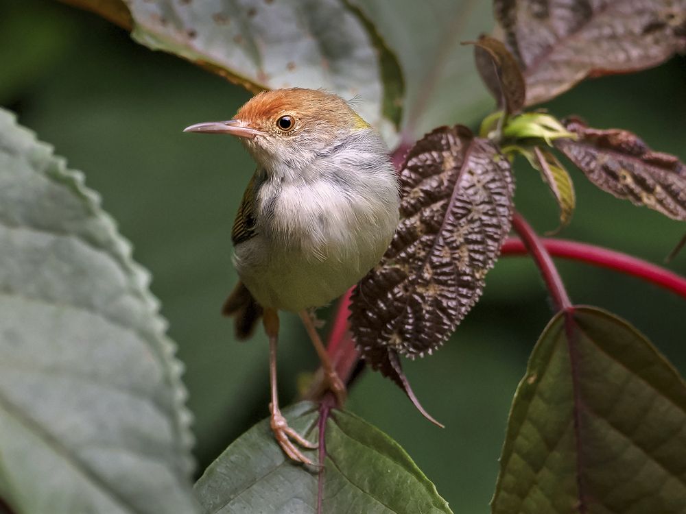 Photograph by Lugyanti Sukrisman