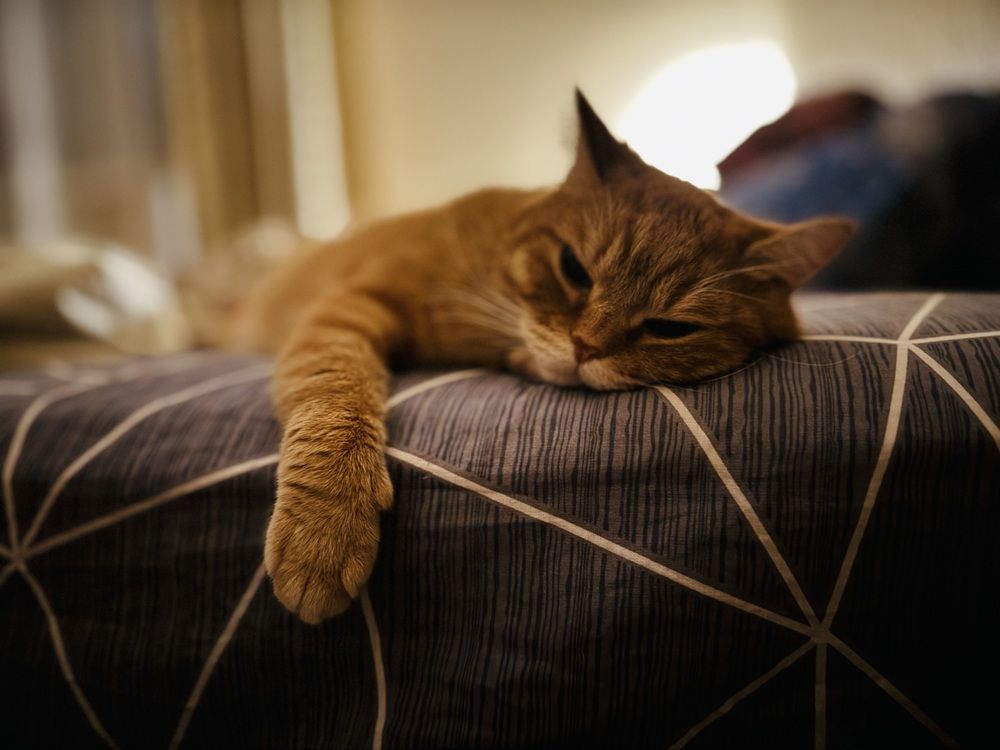 Вечерняя нега