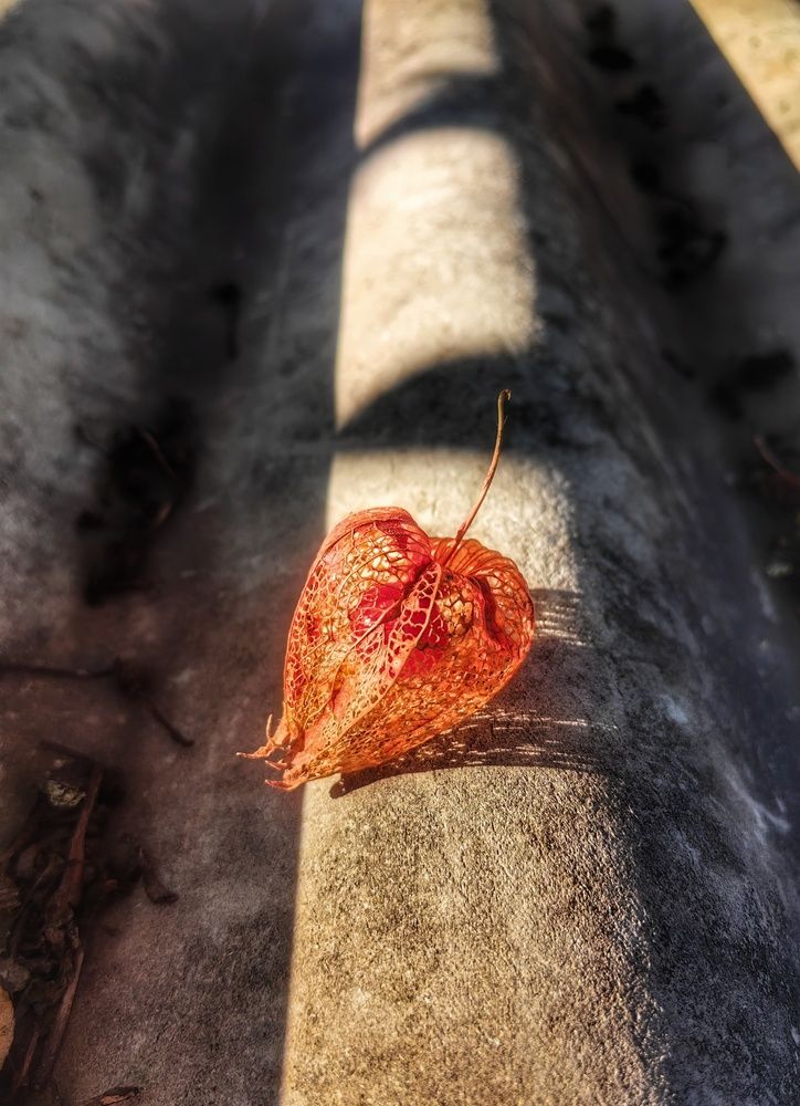 Photograph by Алина Олесик