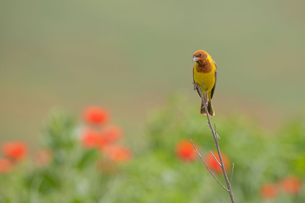 Photograph by Alexei Kriptozoy