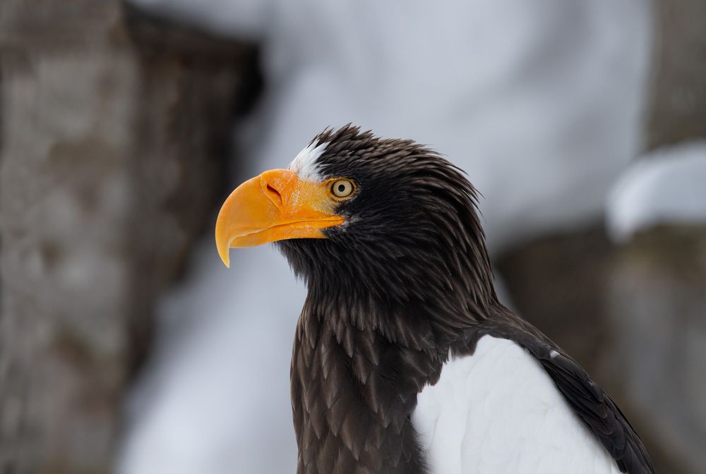 Photograph by ЕЛЕНА Рохо-Фернандес