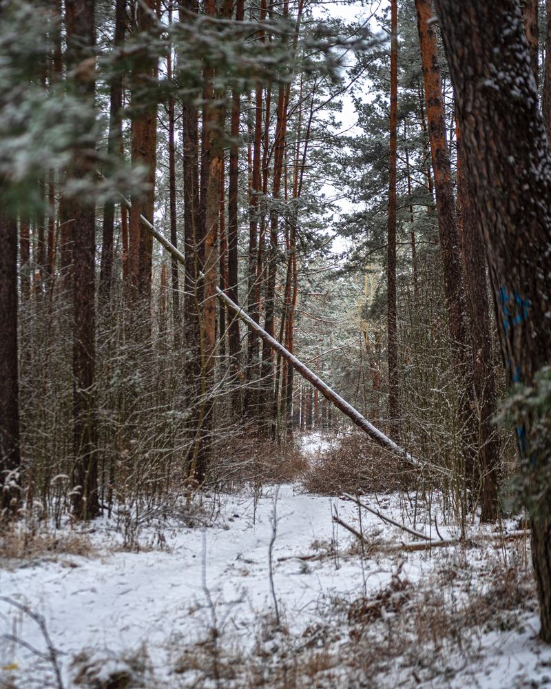 Photograph by Александр Панченко