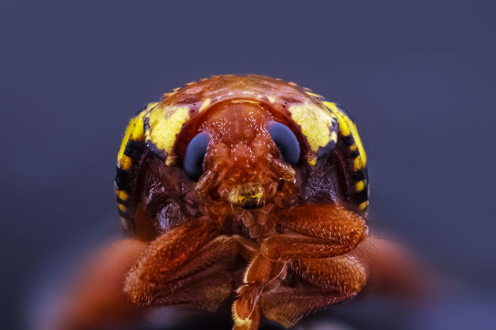 Photograph by Alaa obeid