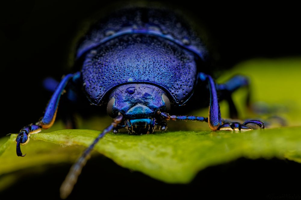 Фотография автора Jozef Mihalčin