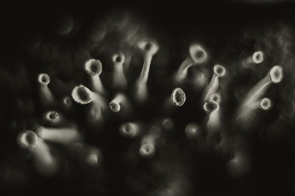 Photograph by Сергей Скопинцев