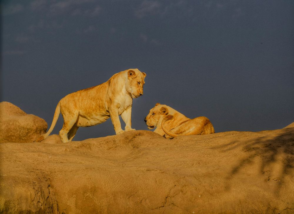 Фотография автора Sarrah Yehia