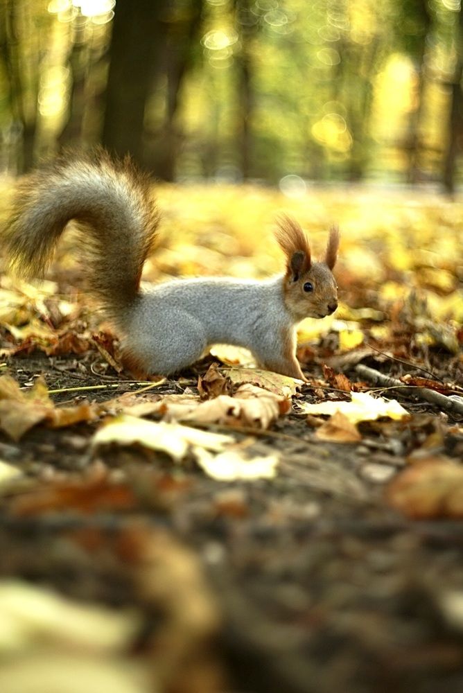 Фотография автора Олег Собченко