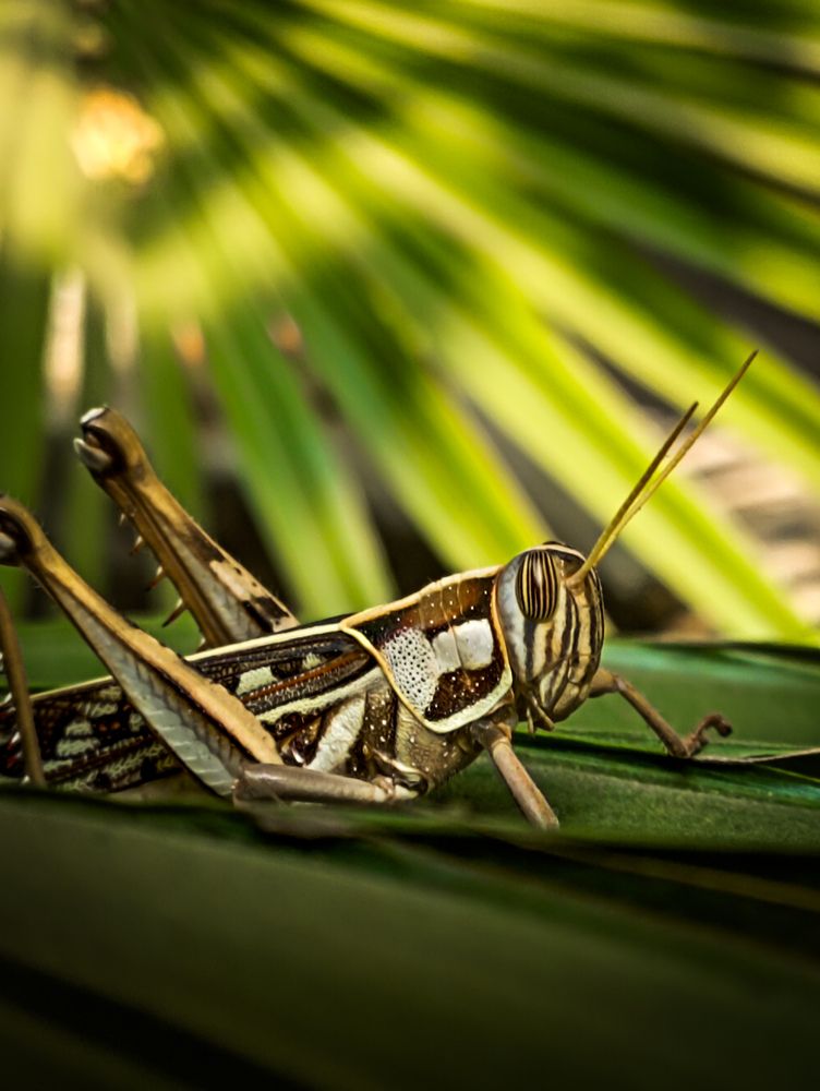 Photograph by Kishan Upadhyay