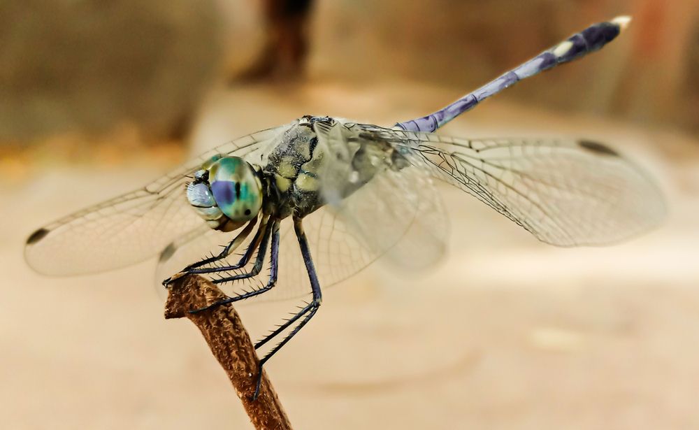 Photograph by Kishan Upadhyay