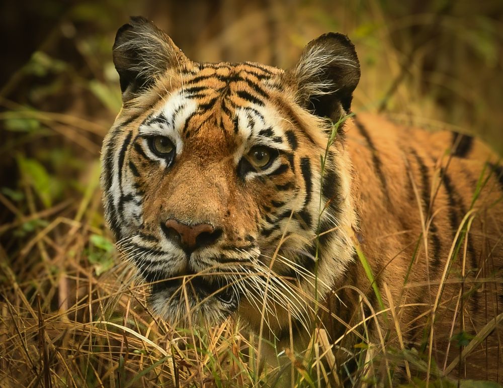 Photograph by Avigyan