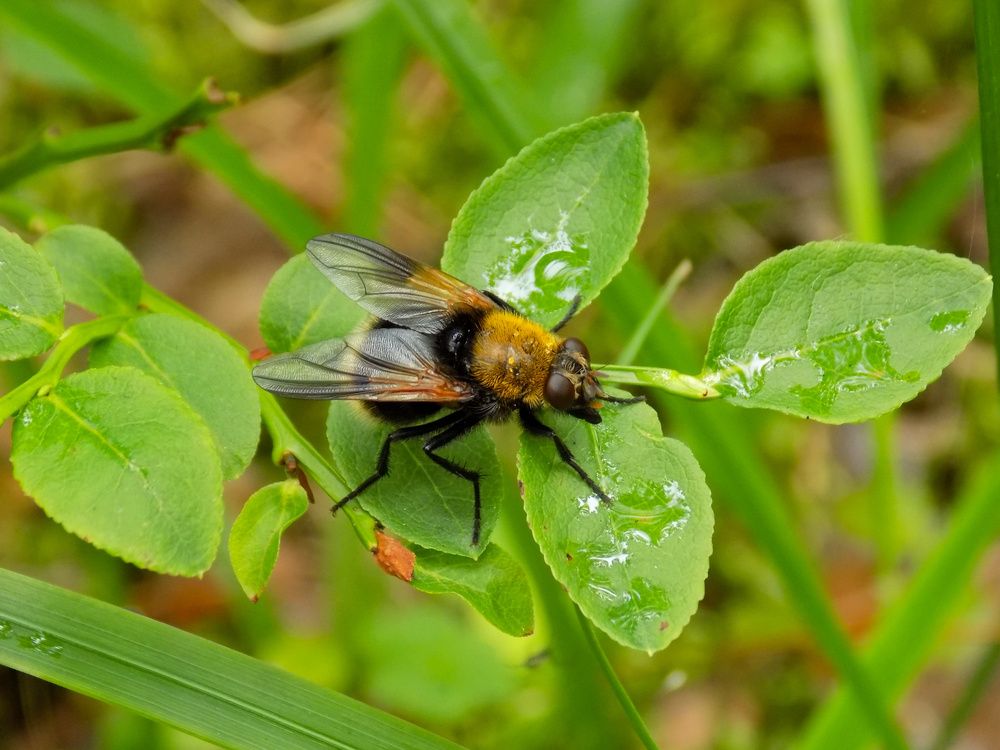 Photograph by Мария Гостева