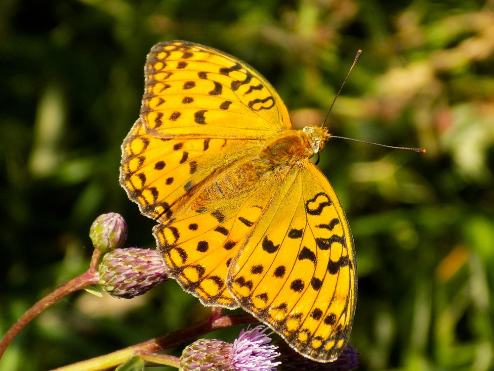 Photograph by Мария Гостева