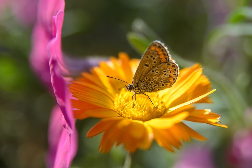 Photograph by Иван Курятников
