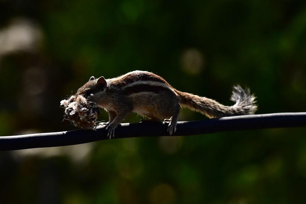 Photograph by Ramanuj Pandey