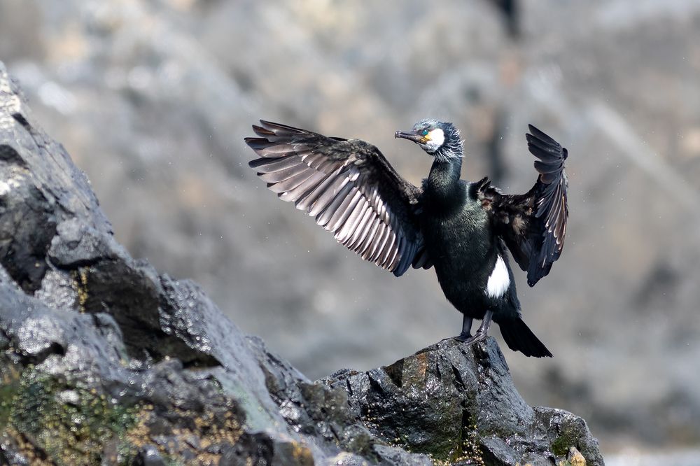 Фотография автора Гурьевских Евгений