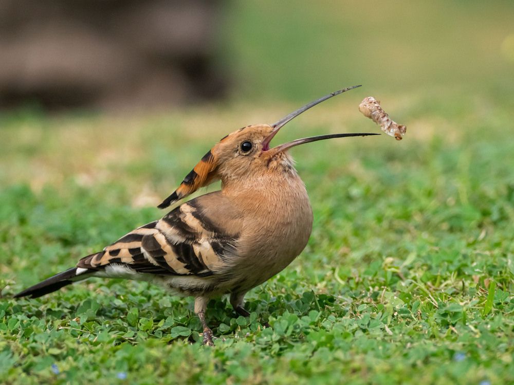 Фотография автора Доляна Горохова