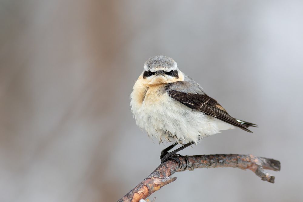 Фотография автора Гурьевских Евгений