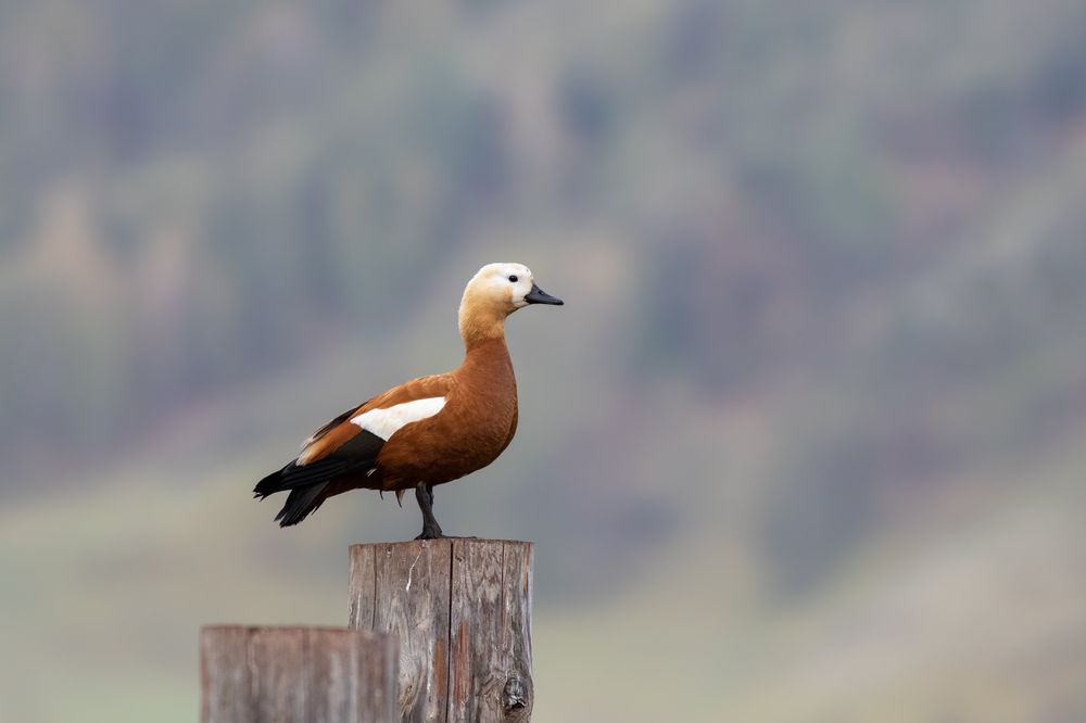 Фотография автора Гурьевских Евгений