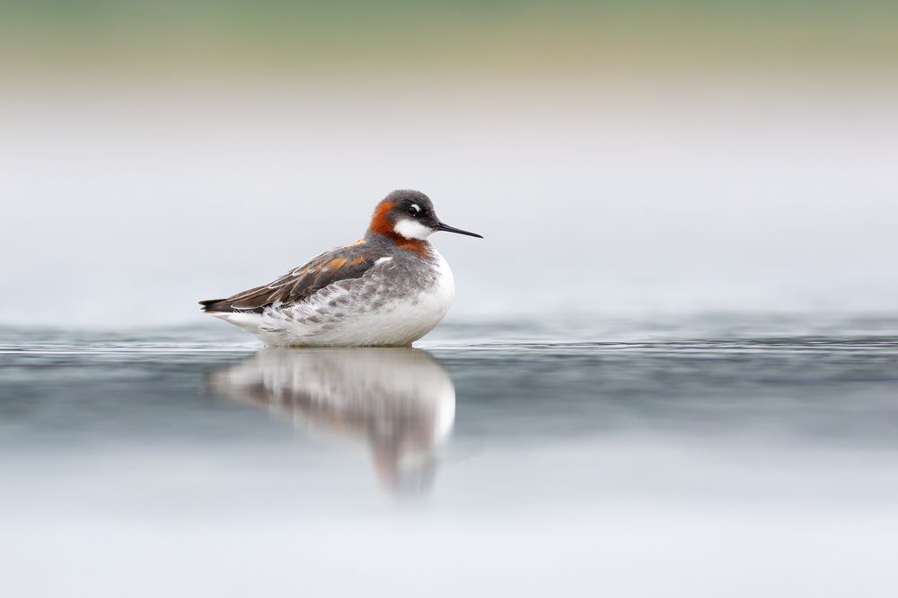 Фотография автора Гурьевских Евгений