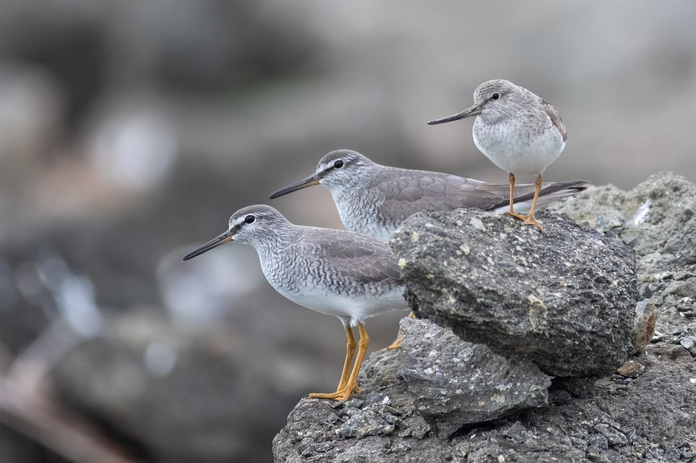 Фотография автора Гурьевских Евгений