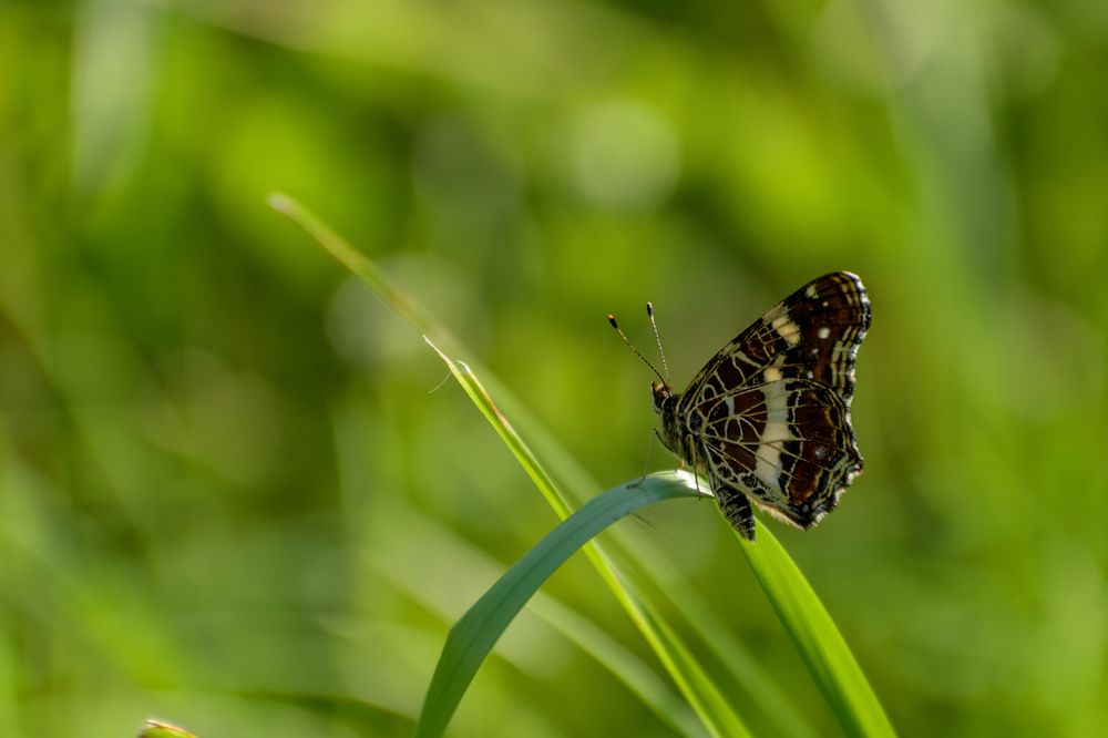 Photograph by Иван Курятников