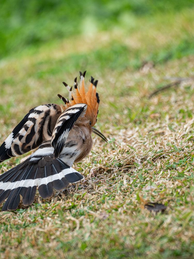 Птичий пасодобль