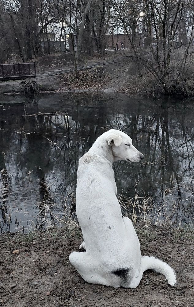 Photograph by Ирина Грицаенко-Шимановская