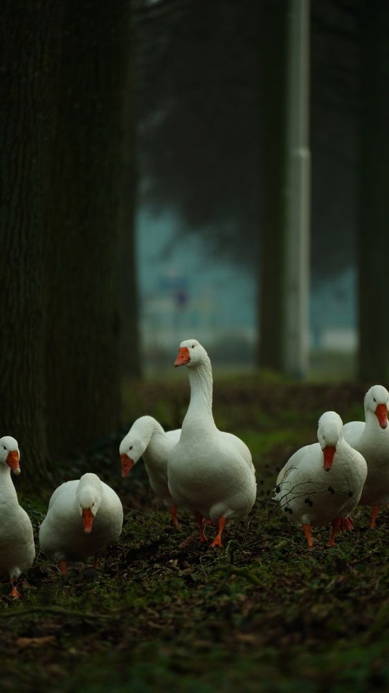 Photograph by DB channel