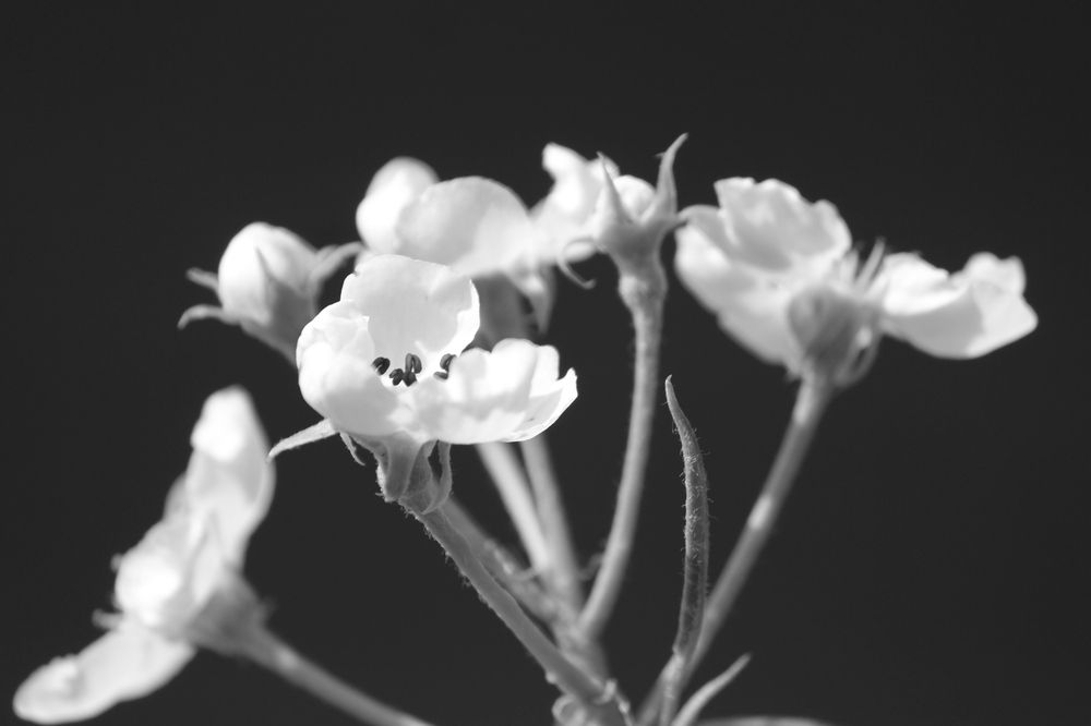 Photograph by Екатерина Александровна