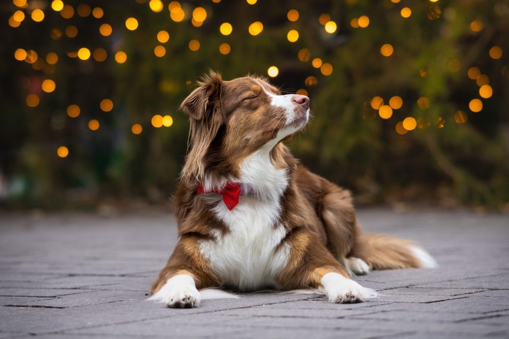 Фотография автора Andrea Forejtová