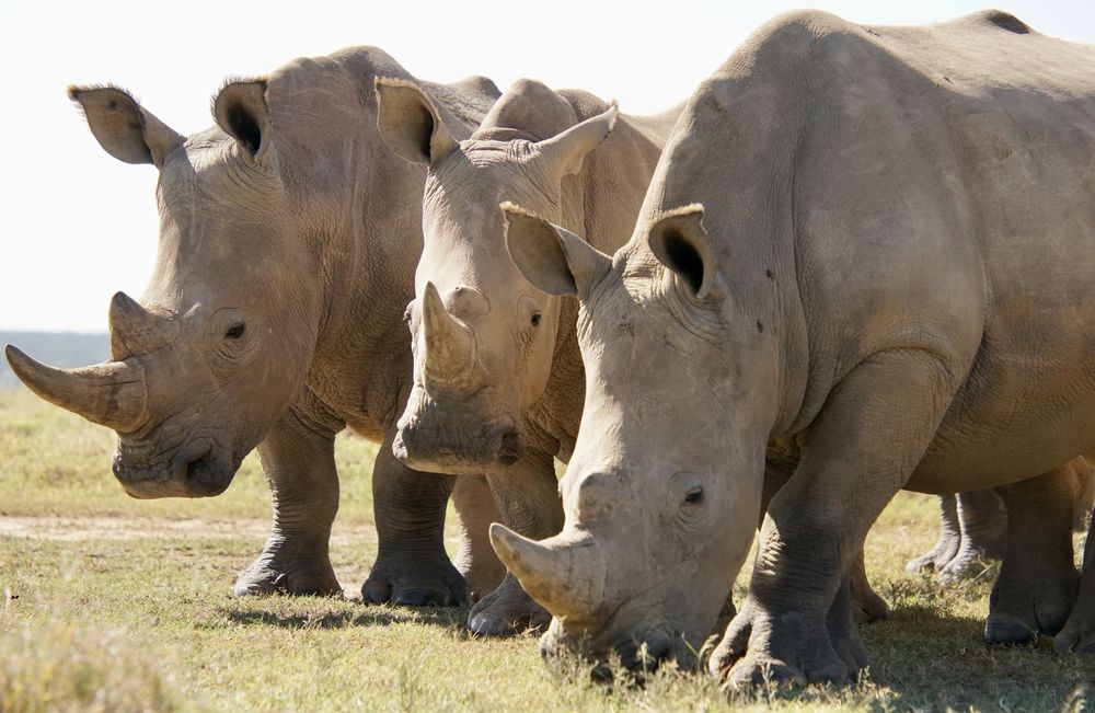 White rhinos at breakfast