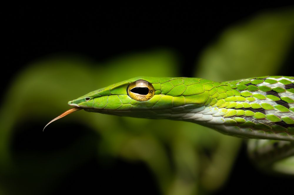 Photograph by Tharindu Gunarathna