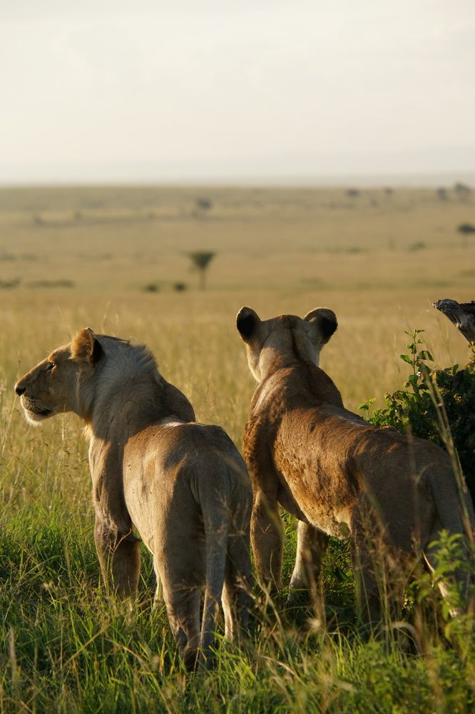 Lions having rest before hunt