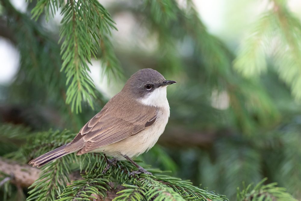 Фотография автора Гурьевских Евгений