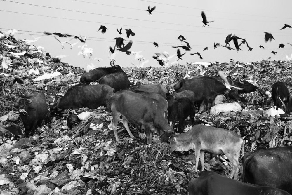 Фотография автора Santhosh Kumar