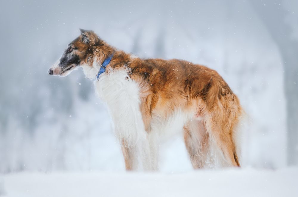 Русский псовый борзой Зевс