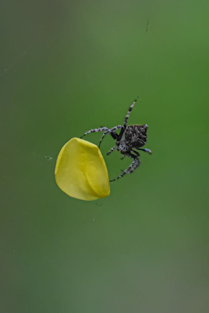 Photograph by Subrata Das
