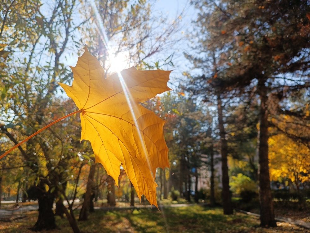 Осенняя пора очей очарованья