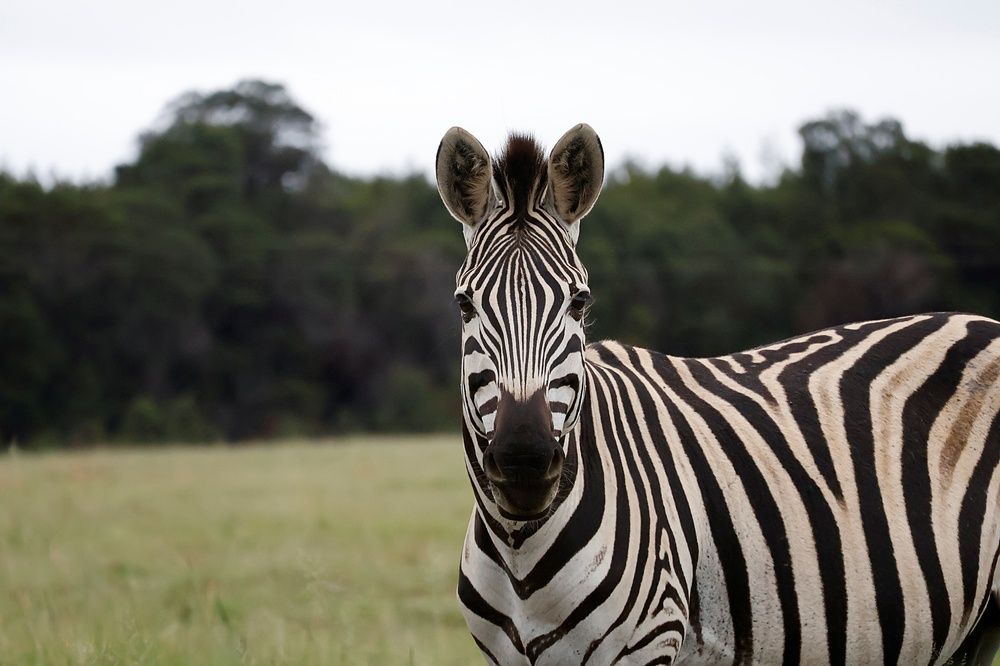 Photograph by Nieklas Van Zyl