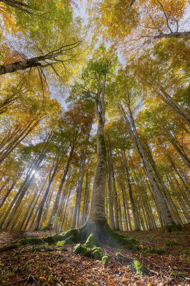 Фотография автора Andrea Mazzù