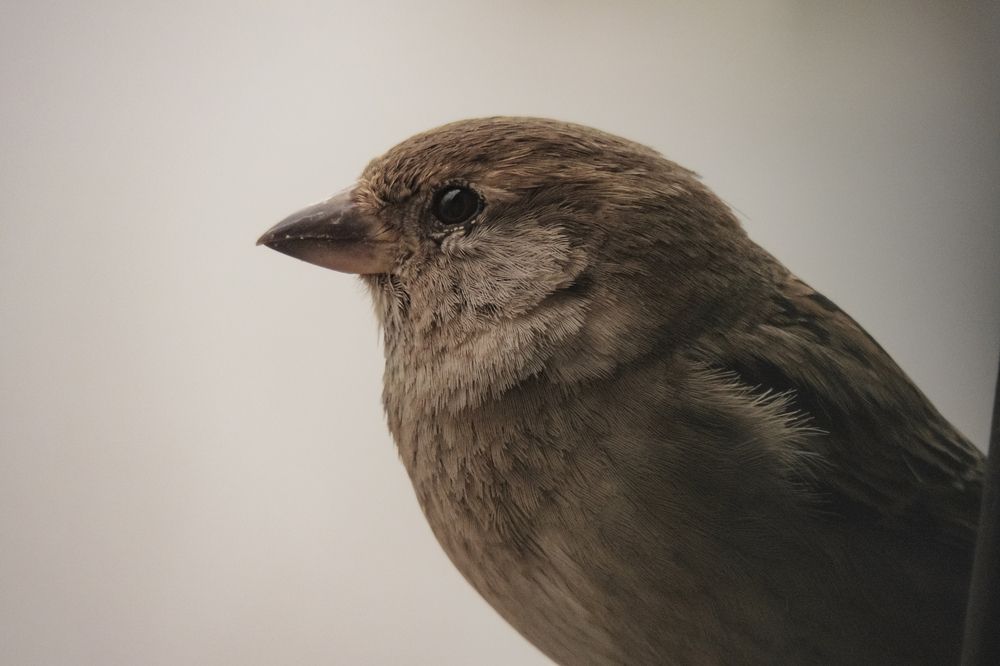 Photograph by Mad Mouse